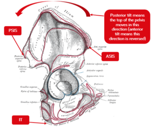 Figura 1. Vista lateral de la pelvis - Rehacademia